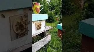 Облёт пчеломатки #пчеловодство #bee #бакфаст