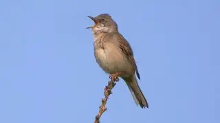 Common Whitethroat Song