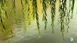 REFLECTIONS
