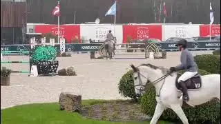 Fape Palmer , gelding 2015 by My Lord Carthago x Darco