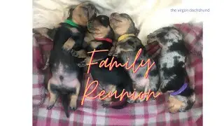*Miniature Dachshund Family Reunion* *Puppy Meeting One Year Later* *Kelpies*