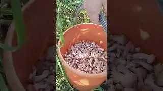 опята 23