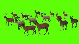 Full HD Deer walking on green screen full free