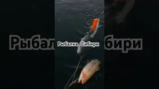 Форель в Енисее