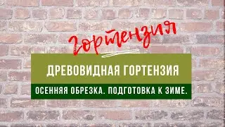 Мои садовые романсы. Осенняя обрезка древовидной гортензии и подготовка к зиме.