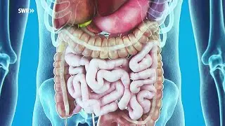 Wie der Darm unsere Gesundheit beeinflusst - SWR - Planet Wissen