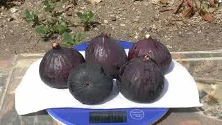 Инжир Русский Богатырь основной урожай