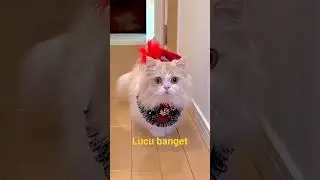 Kucing si LALA cantik banget pake kostumnya#shorts #kucing #kucinglucu