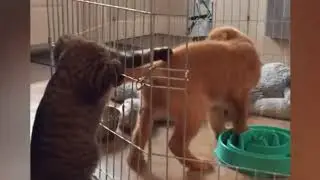 Приколы
