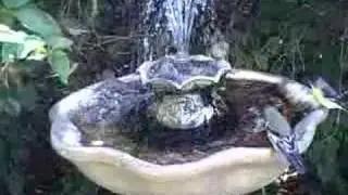 Gold Finches & House Finches in the Bird Bath