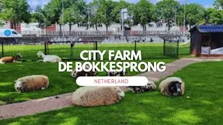 Discover City Farm De Bokkesprong in Rotterdam, Netherlands! 🌿🐓