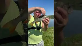 Открыли  сезон  с хороших окуней #рыбалка ,окунь на спиннинг, виброхвост#