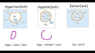 Hypertonisch Hypotonisch Isotonisch (Referenz)