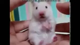 Хомяки приколы