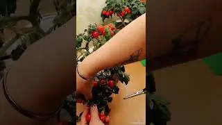 Сама убила 