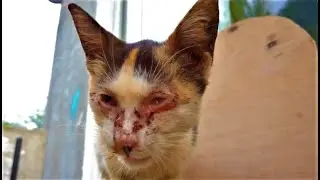 Abandoned Blind Kitten.