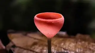 Невероятные грибы, которые вас удивят