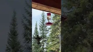 Humming Bird Investigates an IPhone.