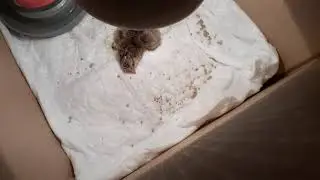 Вывод цыплят на 20 день.Всё хорошо🐥🐥🐥