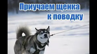 41. Приучаем щенка к поводку. Щенок тянет поводок