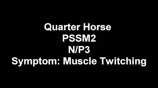 Symptoms Of MIM (PSSM2)- Muscle Twitching (Quarter Horse)