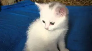 Блондинчик