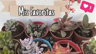MIS 5 SUCULENTAS FAVORITAS CON NOMBRE
