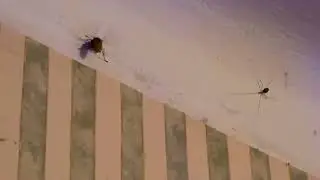 Voras jau nori širšės. Mėgstu namie Jų draugiją