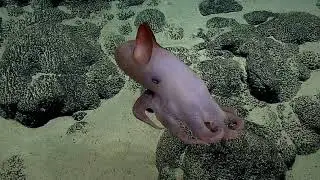 Chill Out With The Dumbo Octopus | Nautilus Live