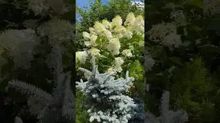 Фантом #гортензияметельчатая #гортензии_СадДача