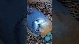 Umm can I help you? 🤨🙄😂 #bluebirds #birds #birdslover #birdnest #nature #floridabirds #funnybirds