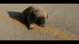 SOKAK KÖPEĞİ VE YAVRULARI