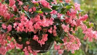 Begonia Dragon Wing - All About Color