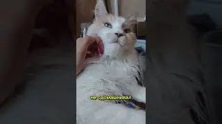 кто одомашнил кошек?