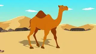 Camel Illustration & Walk Cycle Animation | Crush MGD