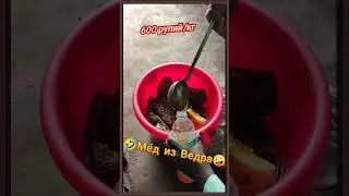 МЁД В ИНДИИ 
