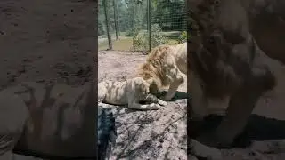 Catnip Craziness