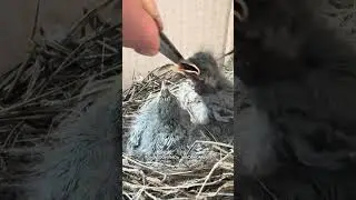 Спасение и выкармливание трясогузок! Часть 2 🙈🙈 #birds #птенцы #трясогузки #доброевидео #животные