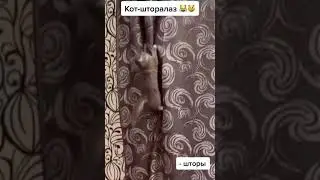Купили новые шторы, кот шторолаз сразу их проверил на прочность