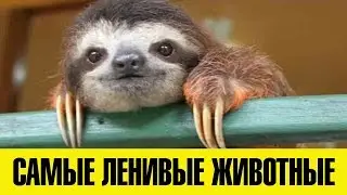 САМЫЕ ЛЕНИВЫЕ ЖИВОТНЫЕ