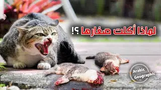 لماذا تأكل الحيوانات صغارها