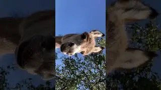 Face-to-Face with a Donkey: A Comical Close-Up!