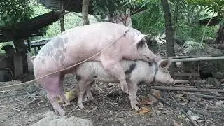 Hog mating
