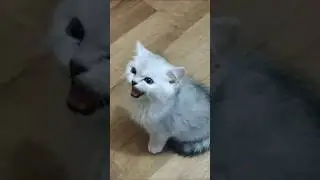 Loud kitten meowing