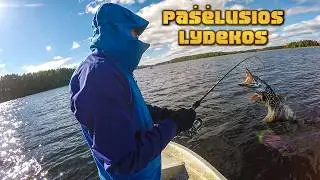 Lydekos kibo tik vienam plote, bet kibo kaip pašėlusios. Smagi rudeninė žvejyba, dviese valtyje.
