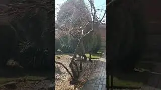 опрыскивание хвойных