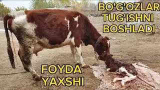FOYDA ZO'R BO'LARKAN