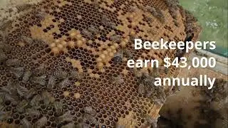 $43,000 Beekeeper Salary - Job Details & Requirements