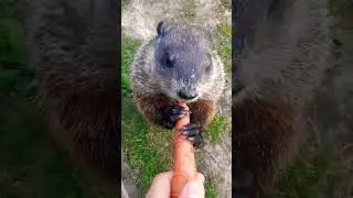 Sparkle Says I Can Do It Hooman See I Can #groundhog #carrot #chewing #backyard #eating #cute #cutie