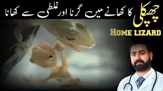 chipkali khana khane se kya hota hai/is lizard poisonous?